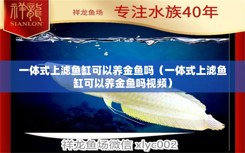 一體式上濾魚缸可以養(yǎng)金魚嗎（一體式上濾魚缸可以養(yǎng)金魚嗎視頻）