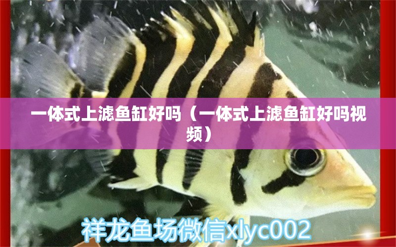 一體式上濾魚缸好嗎（一體式上濾魚缸好嗎視頻） 二氧化碳設(shè)備