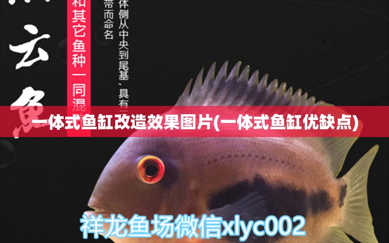 一體式魚缸改造效果圖片(一體式魚缸優(yōu)缺點)