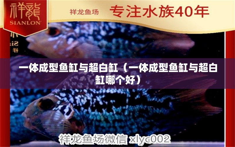 一體成型魚缸與超白缸（一體成型魚缸與超白缸哪個(gè)好）