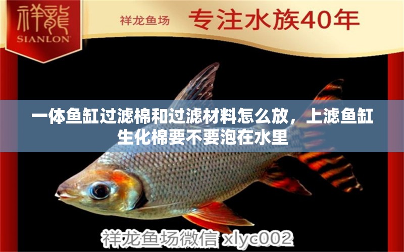 一體魚(yú)缸過(guò)濾棉和過(guò)濾材料怎么放，上濾魚(yú)缸生化棉要不要泡在水里