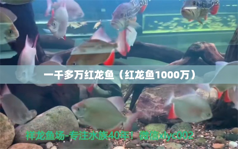 一千多萬(wàn)紅龍魚（紅龍魚1000萬(wàn)） 印尼紅龍魚