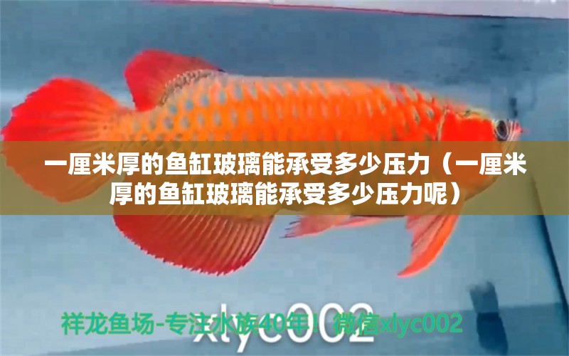 一厘米厚的魚缸玻璃能承受多少壓力（一厘米厚的魚缸玻璃能承受多少壓力呢） 魚缸百科