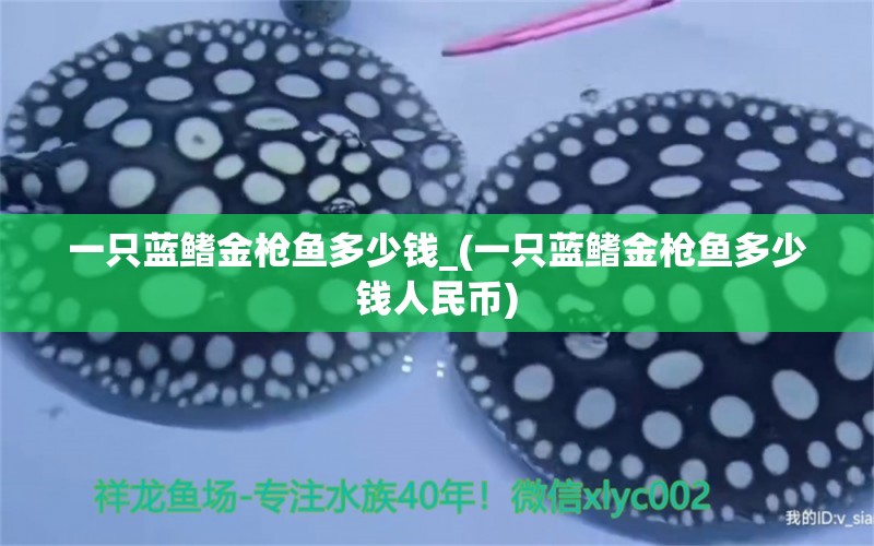 一只藍(lán)鰭金槍魚多少錢_(一只藍(lán)鰭金槍魚多少錢人民幣) 黑白雙星魚