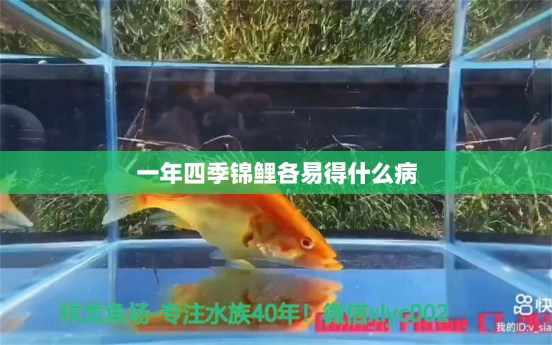 一年四季錦鯉各易得什么病 龍魚(yú)疾病與治療