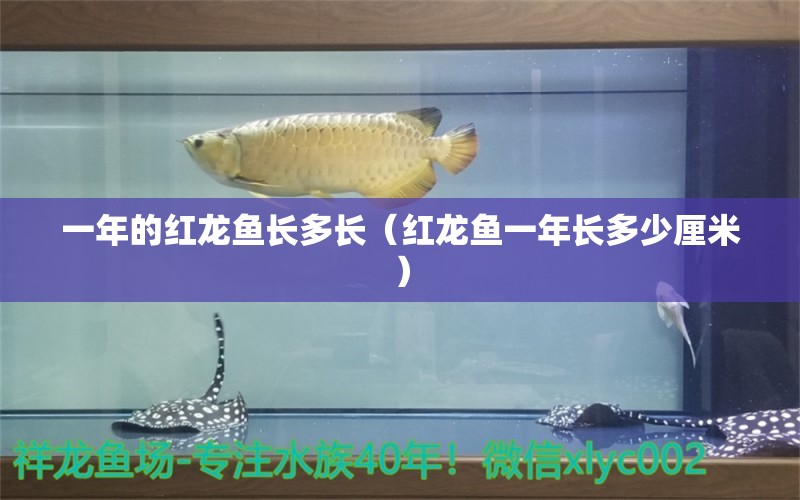 一年的紅龍魚長(zhǎng)多長(zhǎng)（紅龍魚一年長(zhǎng)多少厘米） 印尼紅龍魚