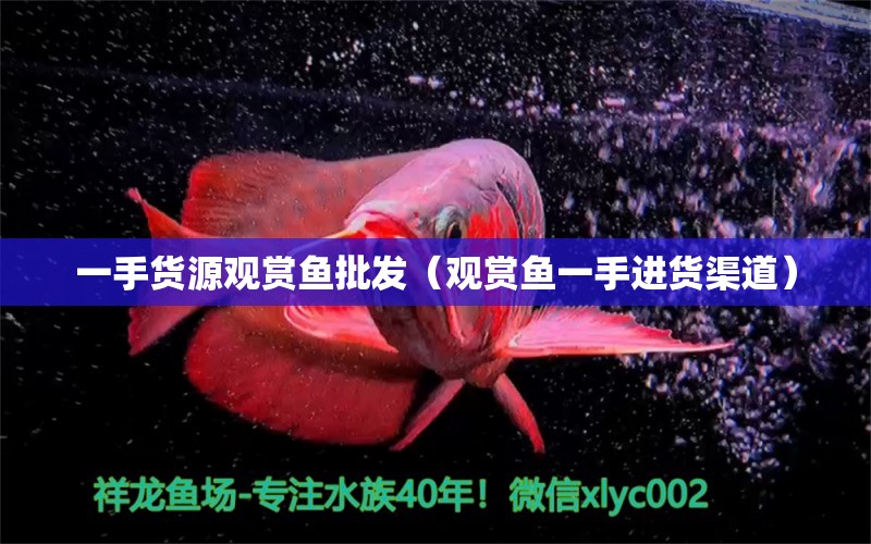 一手貨源觀賞魚批發(fā)（觀賞魚一手進貨渠道）