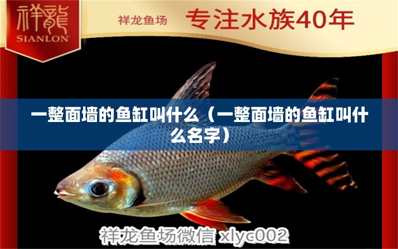 一整面墻的魚缸叫什么（一整面墻的魚缸叫什么名字）