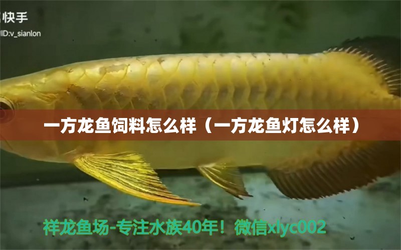 一方龍魚飼料怎么樣（一方龍魚燈怎么樣）