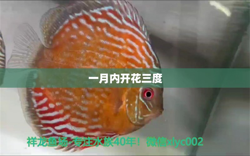 一月內(nèi)開花三度 觀賞魚論壇 第2張