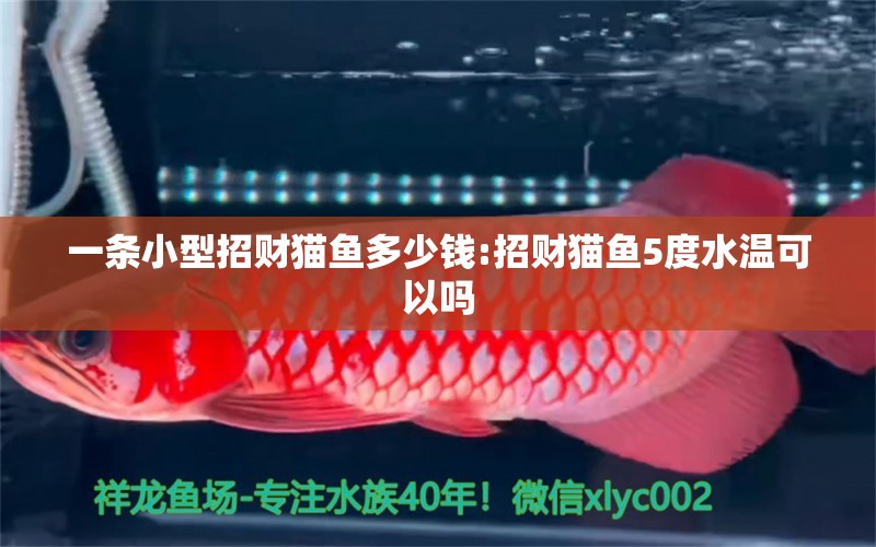 一條小型招財貓魚多少錢:招財貓魚5度水溫可以嗎 龍魚批發(fā)