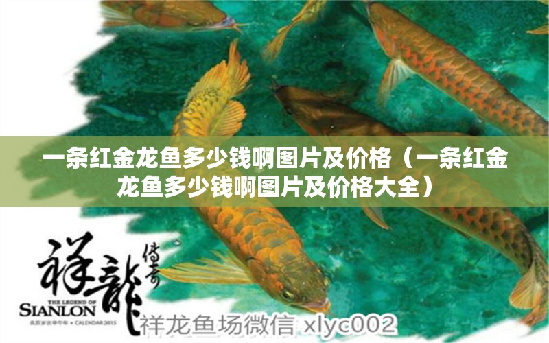 一條紅金龍魚(yú)多少錢(qián)啊圖片及價(jià)格（一條紅金龍魚(yú)多少錢(qián)啊圖片及價(jià)格大全）