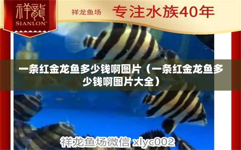 一條紅金龍魚(yú)多少錢(qián)啊圖片（一條紅金龍魚(yú)多少錢(qián)啊圖片大全）