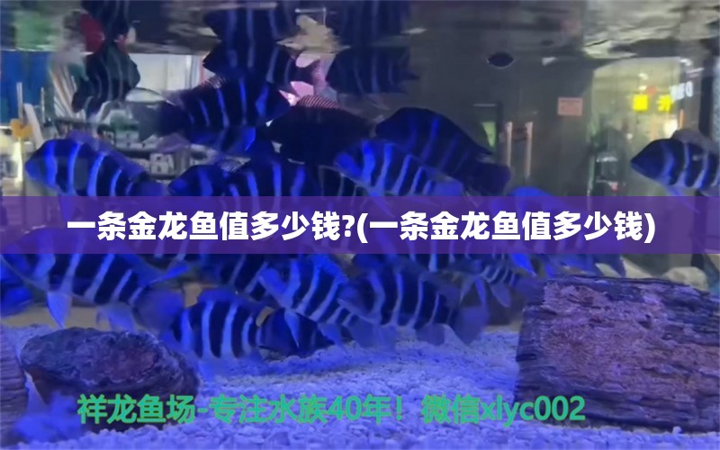 一條金龍魚(yú)值多少錢?(一條金龍魚(yú)值多少錢)