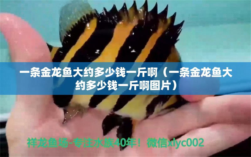 一條金龍魚大約多少錢一斤?。ㄒ粭l金龍魚大約多少錢一斤啊圖片） 祥龍水族醫(yī)院