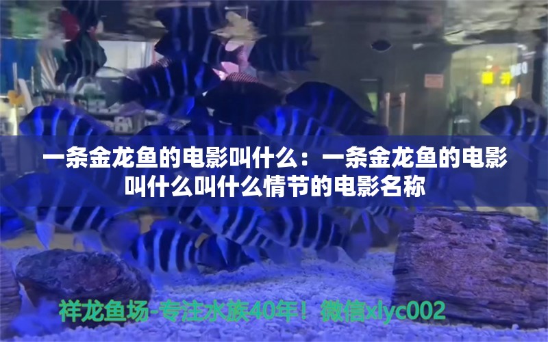 一條金龍魚的電影叫什么：一條金龍魚的電影叫什么叫什么情節(jié)的電影名稱 龍魚百科 第2張