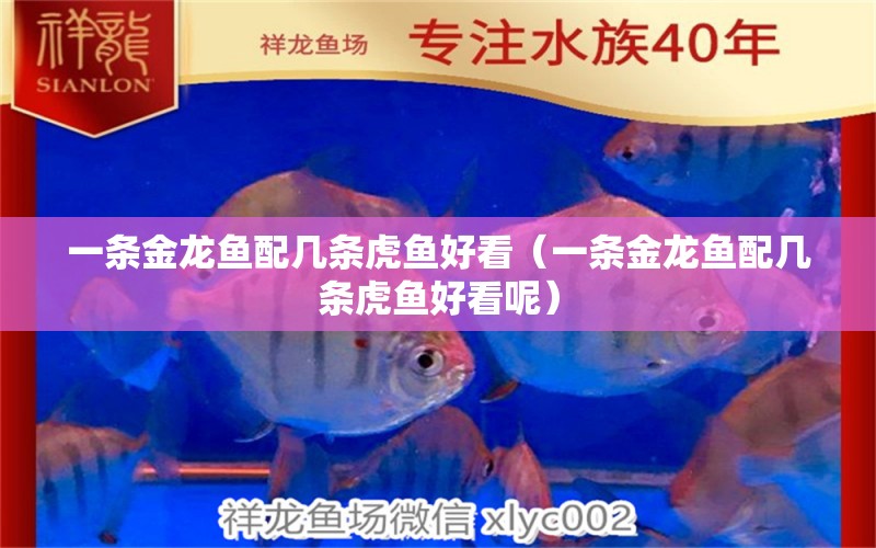 一條金龍魚配幾條虎魚好看（一條金龍魚配幾條虎魚好看呢）