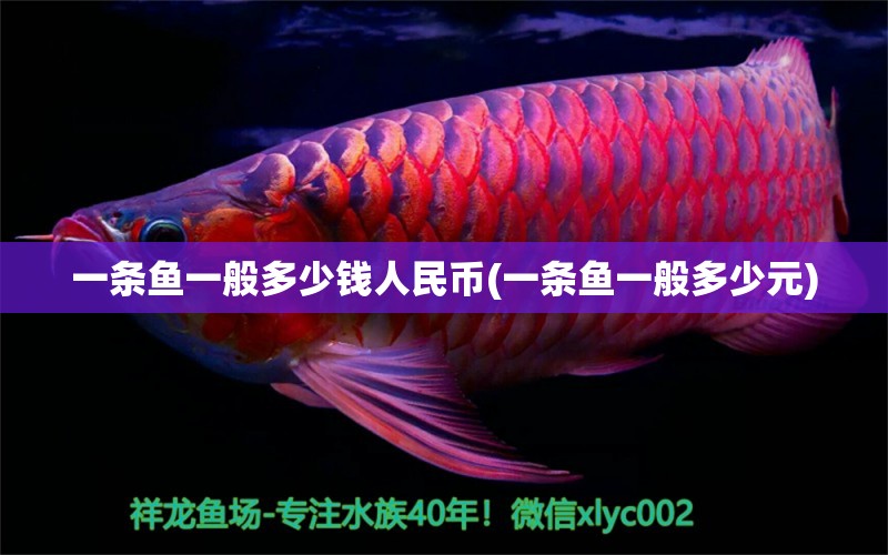 一條魚一般多少錢人民幣(一條魚一般多少元) 泰國(guó)虎魚