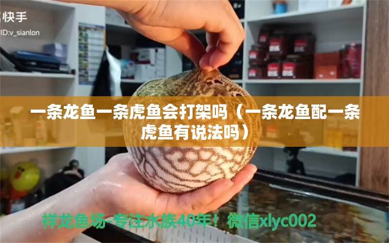 一條龍魚一條虎魚會打架嗎（一條龍魚配一條虎魚有說法嗎）