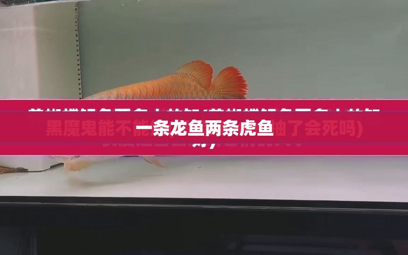 一條龍魚兩條虎魚 水族問答