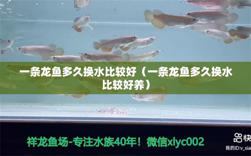 一條龍魚(yú)多久換水比較好（一條龍魚(yú)多久換水比較好養(yǎng)）