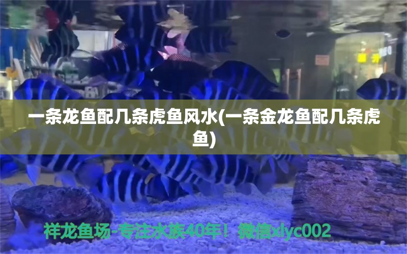 一條龍魚配幾條虎魚風(fēng)水(一條金龍魚配幾條虎魚) 魚缸風(fēng)水