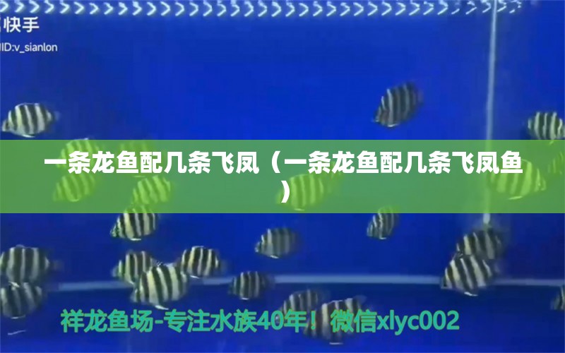 一條龍魚配幾條飛鳳（一條龍魚配幾條飛鳳魚）