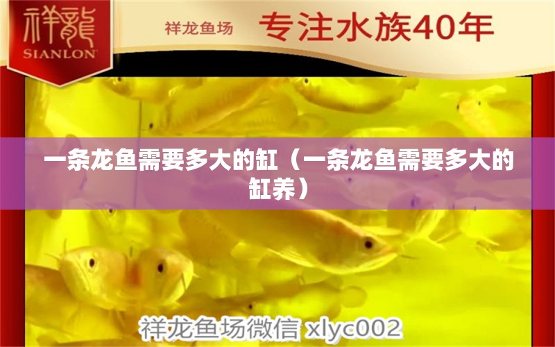 一條龍魚需要多大的缸（一條龍魚需要多大的缸養(yǎng)）