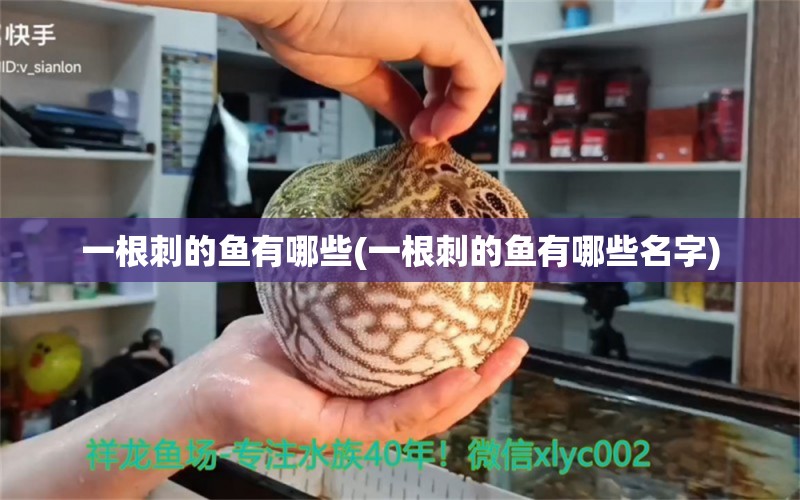 一根刺的魚有哪些(一根刺的魚有哪些名字) 申古銀版魚