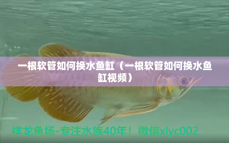 一根軟管如何換水魚缸（一根軟管如何換水魚缸視頻）