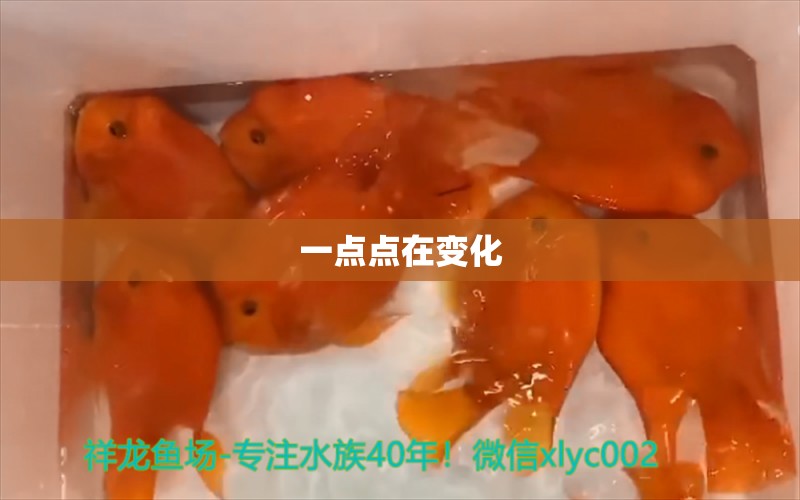 一點(diǎn)點(diǎn)在變化 觀賞魚論壇 第5張