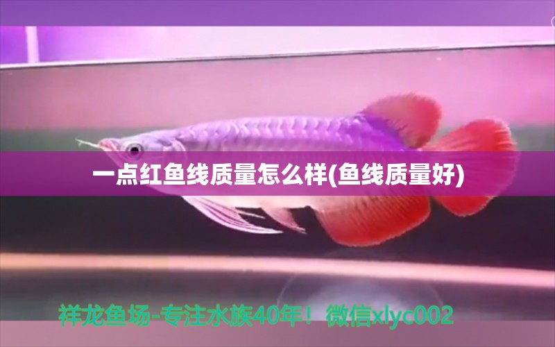 一點紅魚線質(zhì)量怎么樣(魚線質(zhì)量好) 垂釣樂園