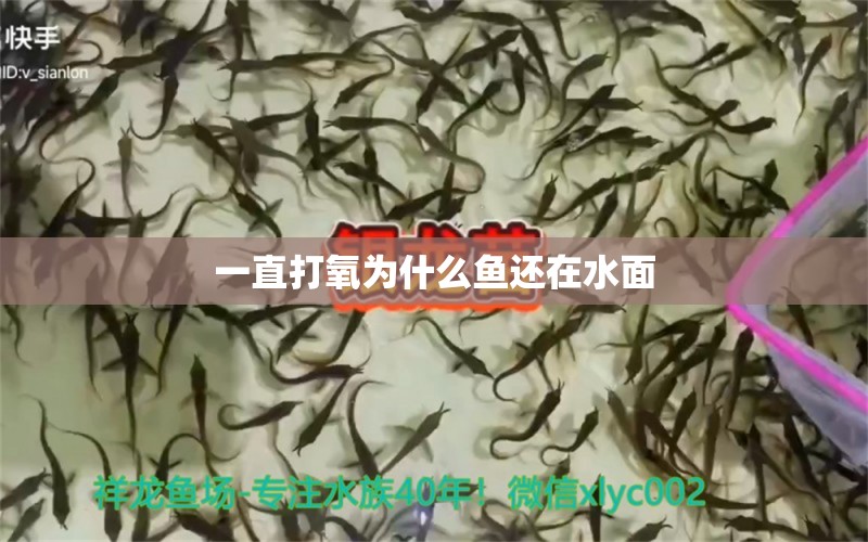 一直打氧為什么魚還在水面 水族品牌 第3張