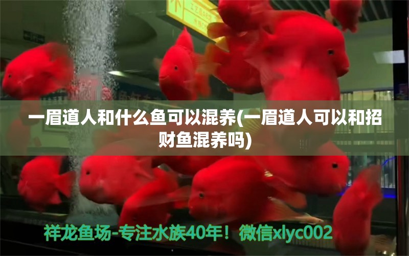 一眉道人和什么魚(yú)可以混養(yǎng)(一眉道人可以和招財(cái)魚(yú)混養(yǎng)嗎) 一眉道人魚(yú)