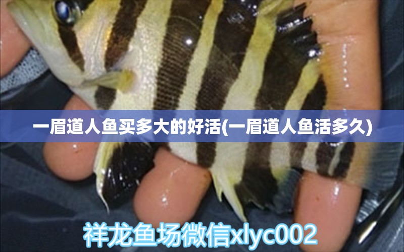 一眉道人魚買多大的好活(一眉道人魚活多久) 一眉道人魚