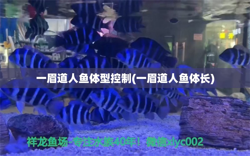 一眉道人魚體型控制(一眉道人魚體長)