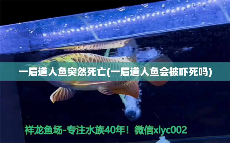 一眉道人魚突然死亡(一眉道人魚會被嚇?biāo)绬? 一眉道人魚