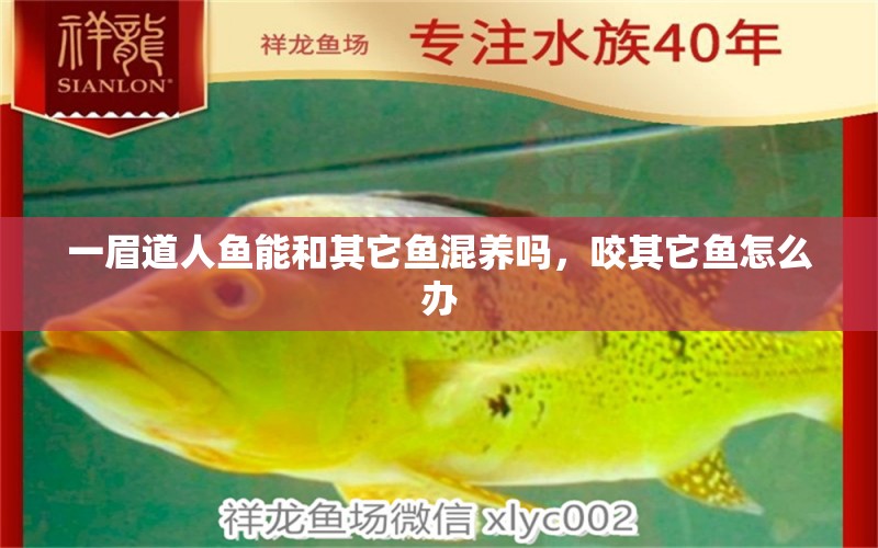 一眉道人魚能和其它魚混養(yǎng)嗎，咬其它魚怎么辦 一眉道人魚