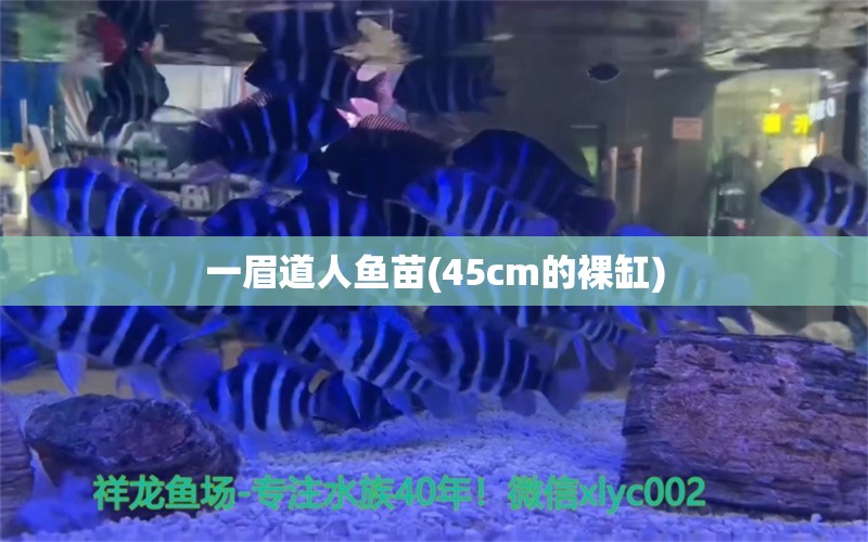 一眉道人魚苗(45cm的裸缸)