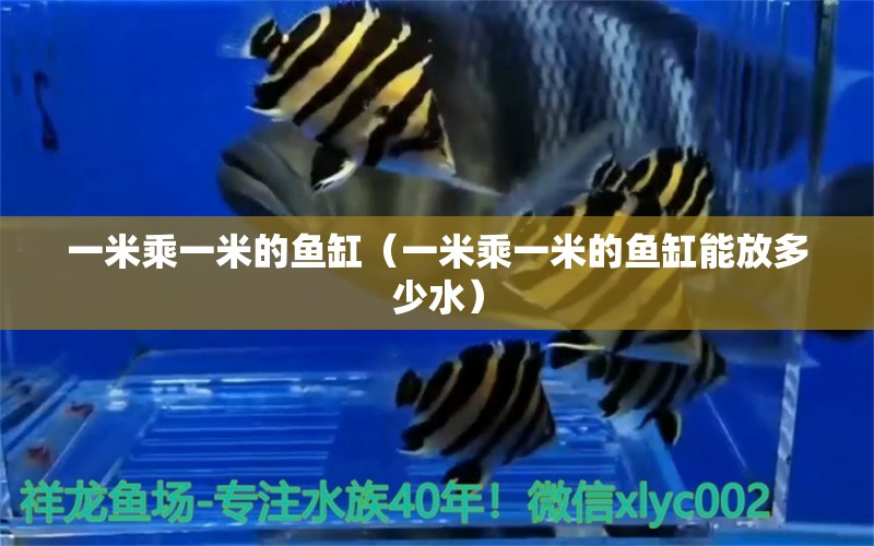 一米乘一米的魚缸（一米乘一米的魚缸能放多少水） 魚缸百科