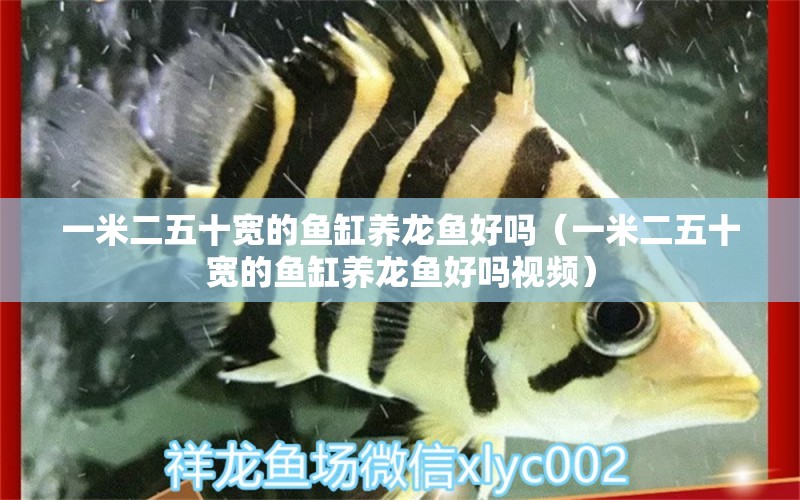 一米二五十寬的魚缸養(yǎng)龍魚好嗎（一米二五十寬的魚缸養(yǎng)龍魚好嗎視頻） 野生埃及神仙魚