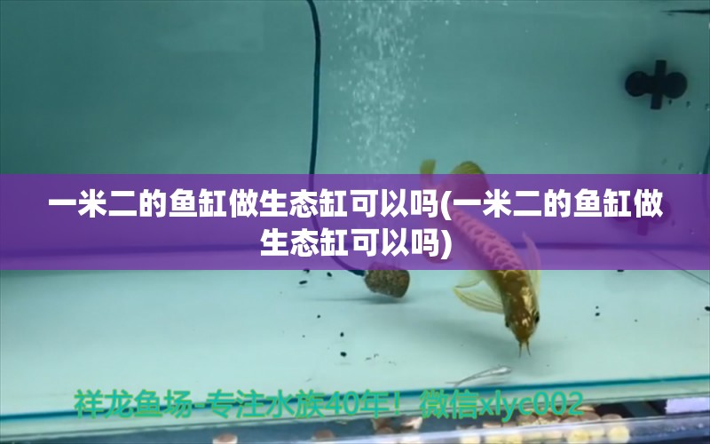 一米二的魚缸做生態(tài)缸可以嗎(一米二的魚缸做生態(tài)缸可以嗎) 白子銀版魚苗