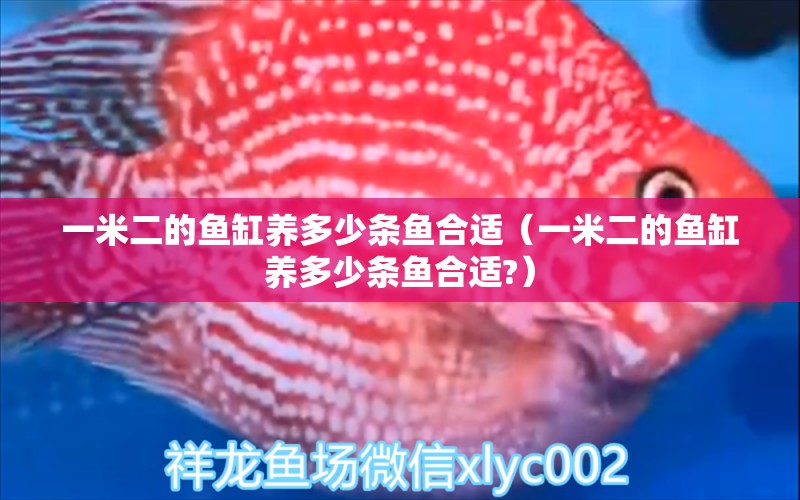 一米二的魚缸養(yǎng)多少條魚合適（一米二的魚缸養(yǎng)多少條魚合適?） 魚缸百科