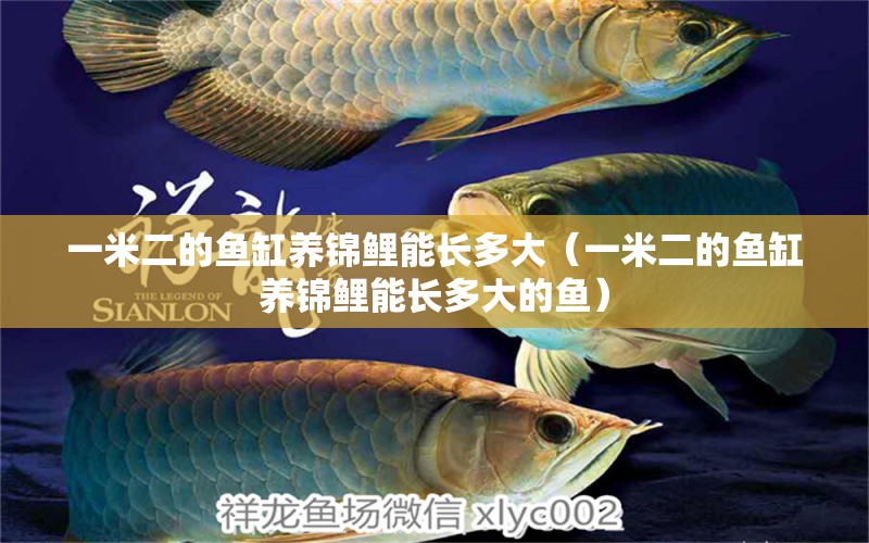 一米二的魚缸養(yǎng)錦鯉能長多大（一米二的魚缸養(yǎng)錦鯉能長多大的魚） 魚缸百科