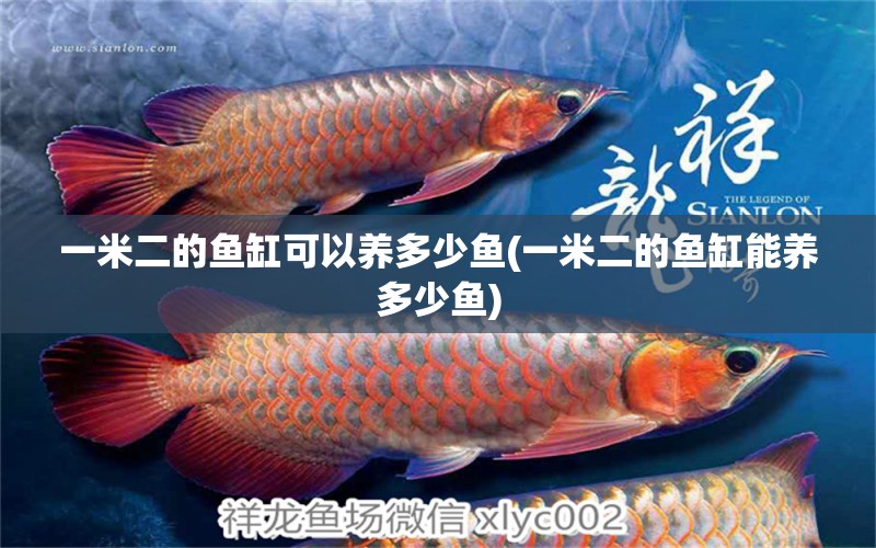 一米二的魚缸可以養(yǎng)多少魚(一米二的魚缸能養(yǎng)多少魚) 進口元寶鳳凰魚