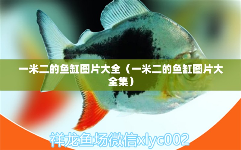 一米二的魚缸圖片大全（一米二的魚缸圖片大全集） 其他品牌魚缸