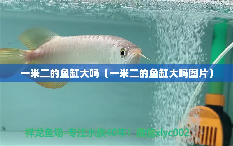 一米二的魚缸大嗎（一米二的魚缸大嗎圖片） 魚缸百科