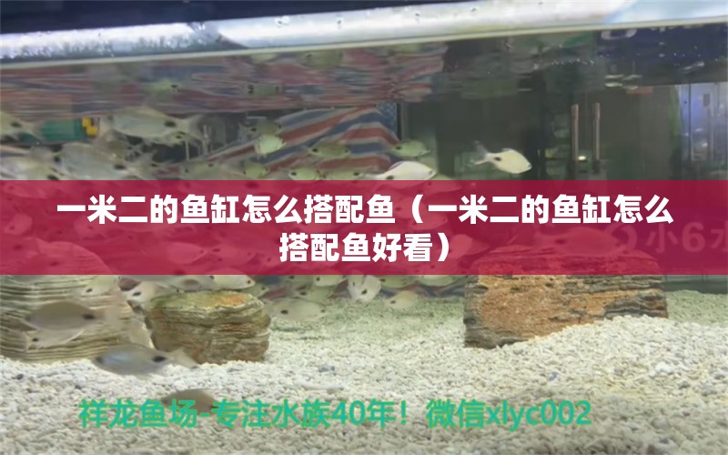 一米二的魚缸怎么搭配魚（一米二的魚缸怎么搭配魚好看）