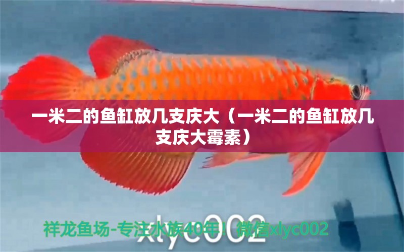 一米二的魚缸放幾支慶大（一米二的魚缸放幾支慶大霉素） 祥龍水族醫(yī)院