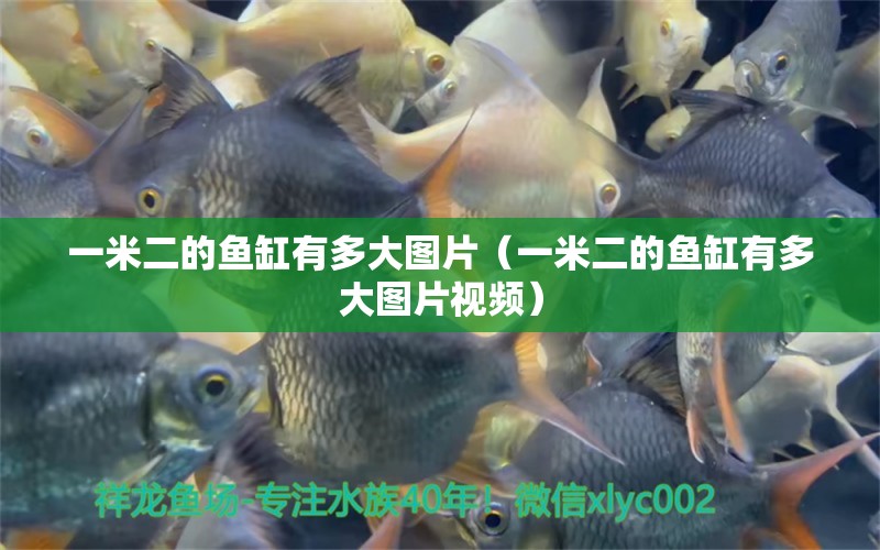 一米二的魚缸有多大圖片（一米二的魚缸有多大圖片視頻）